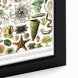 Vintage Oceanography Illustration - Nature Elements Wall Art Print
