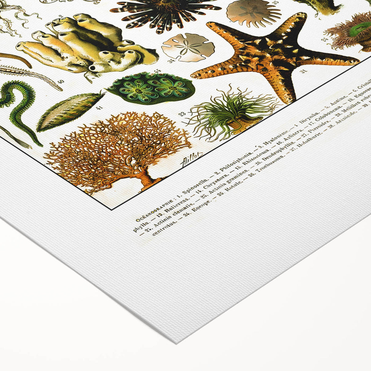Vintage Oceanography Illustration - Nature Elements Wall Art Print