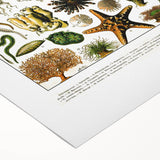 Vintage Oceanography Illustration - Nature Elements Wall Art Print