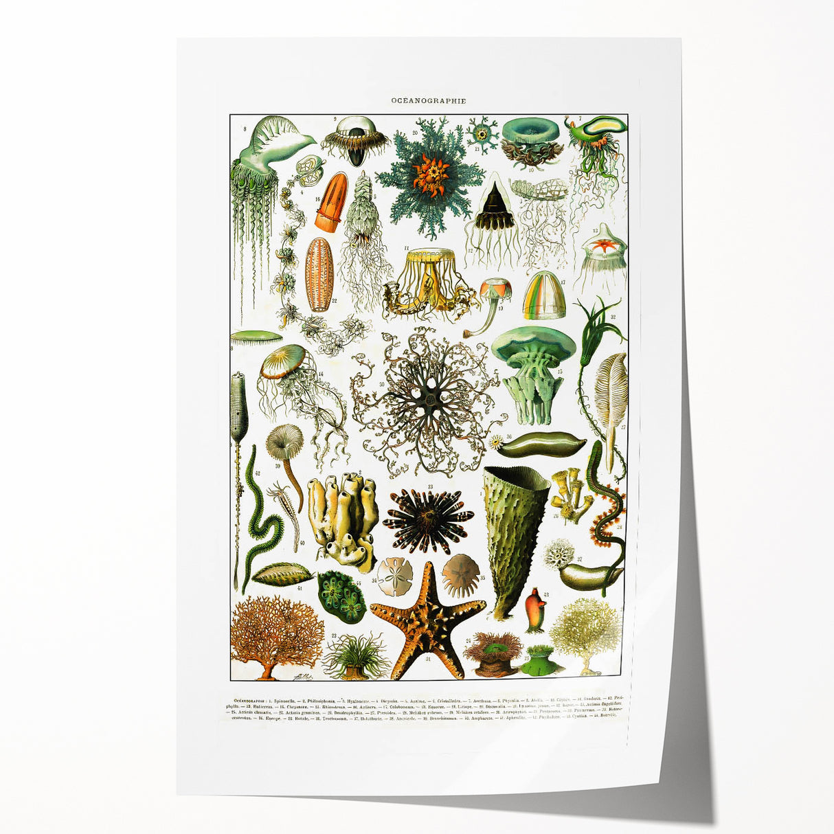 Vintage Oceanography Illustration - Nature Elements Wall Art Print