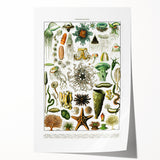 Vintage Oceanography Illustration - Nature Elements Wall Art Print