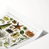 Vintage Oceanography Illustration - Nature Elements Wall Art Print