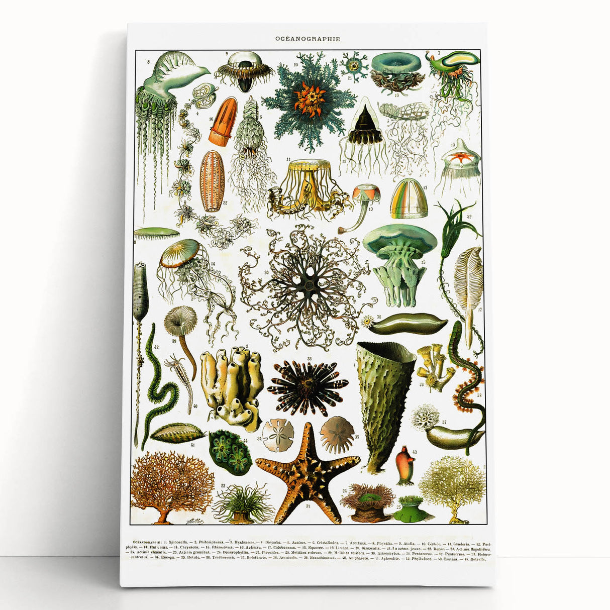 Vintage Oceanography Illustration - Nature Elements Wall Art Print