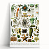 Vintage Oceanography Illustration - Nature Elements Wall Art Print