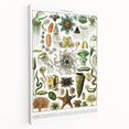 Vintage Oceanography Illustration - Nature Elements Wall Art Print