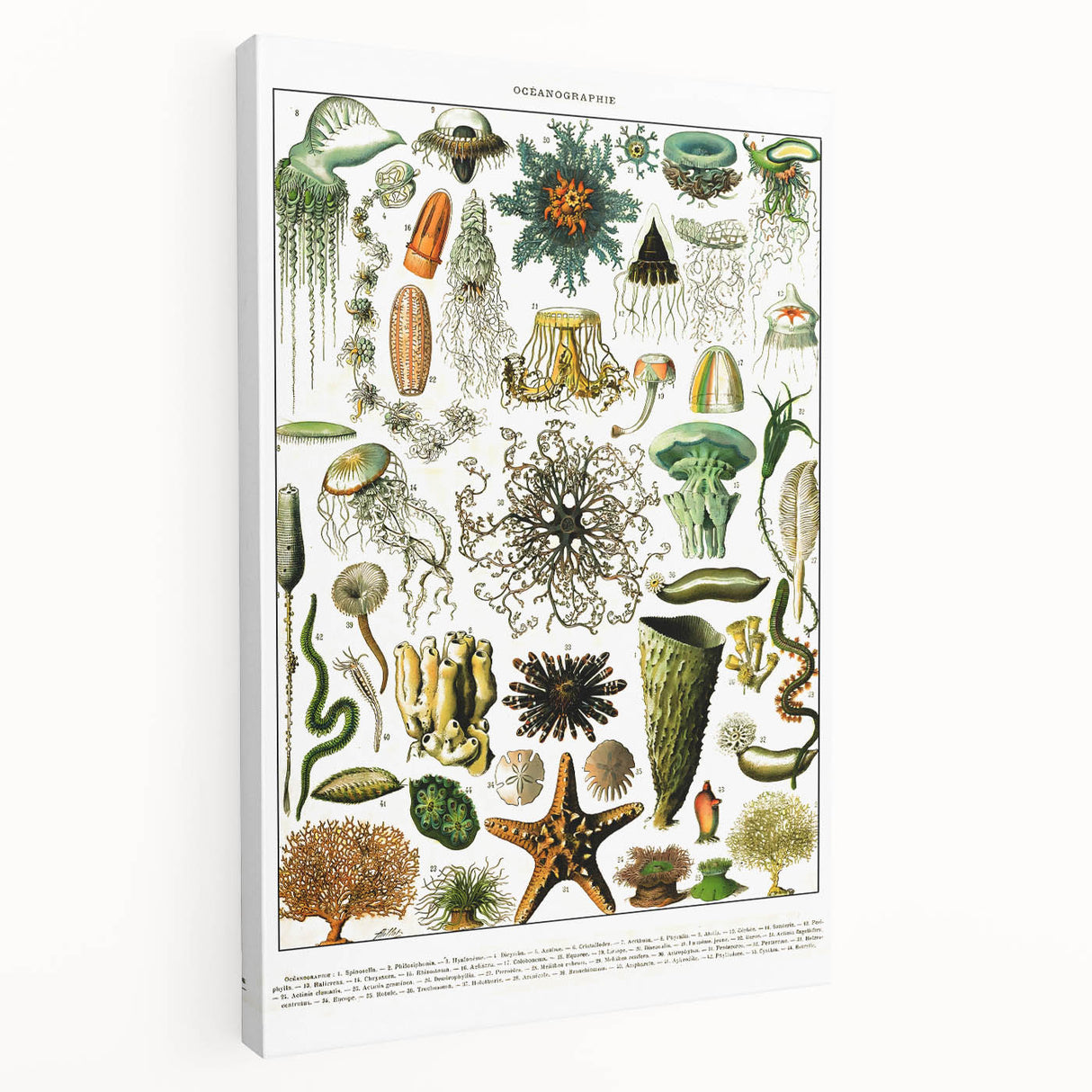 Vintage Oceanography Illustration - Nature Elements Wall Art Print
