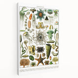 Vintage Oceanography Illustration - Nature Elements Wall Art Print