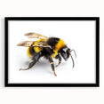 Framed wall art featuring a detailed insect and arachnid design with bees, presented in a sleek black frame with a mat, ideal for nature enthusiasts' decor.