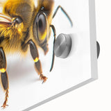 Close-up view of a vibrant wall art piece showcasing various bees and arachnids, designed on acrylic glass with intricate details and bold colors, perfect for nature enthusiasts and modern decor.