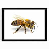 Framed wall art collection showcasing a detailed design of bees and arachnids, featuring a sleek black frame and mat, ideal for nature lovers and home decor enthusiasts.