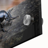 Close-up of intricate insect and arachnid beetle designs on acrylic glass wall art, showcasing vibrant colors and detailed textures, perfect for nature enthusiasts.