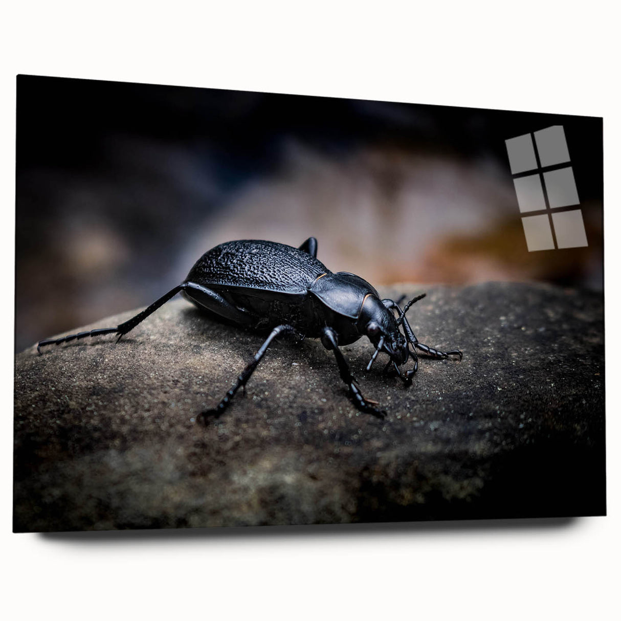 Colorful acrylic wall art featuring a detailed beetle design from the Insect and Arachnid collection, displayed in a sleek side view without pins. Perfect for nature enthusiasts and modern decor.