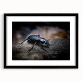 Framed wall art showcasing a detailed insect and arachnid beetle design, featuring a black mat and sleek frame, perfect for nature enthusiasts and decor lovers.