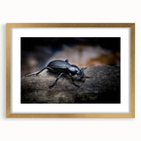 Framed wall art showcasing a detailed beetle design from the Insect and Arachnid collection, featuring a gold frame and mat, ideal for nature enthusiasts.