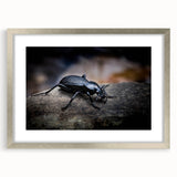 Framed wall art featuring a detailed insect and arachnid beetle design, set in a silver frame with a mat, showcasing vibrant colors and intricate patterns, perfect for nature enthusiasts.