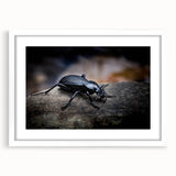 Beetle-themed wall art design featuring intricate insect and arachnid illustrations, framed with a white mat, showcasing vibrant colors and fine details for modern decor.