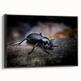 Framed wall art featuring a detailed beetle design in vibrant colors, set against a black background with a sleek side view, perfect for insect enthusiasts.
