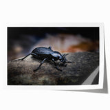 Beetle-themed wall art print showcasing intricate insect and arachnid designs in vibrant colors, rolled for easy framing and display, perfect for nature enthusiasts.
