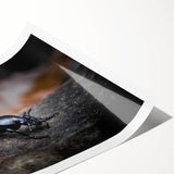 Colorful insect and arachnid beetle wall art design featuring intricate illustrations on a rolled print, ideal for nature enthusiasts and contemporary decor.