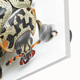 Close-up of an acrylic glass wall art piece depicting a vibrant beetle design, showcasing intricate details and vivid colors, perfect for insect enthusiasts and modern decor.