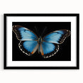 Black-framed wall art collection showcasing detailed butterfly and arachnid designs, elegantly matted for display, perfect for nature lovers' decor.