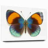 Colorful butterfly design wall art collection displayed in acrylic glass, showcasing vibrant details and intricate patterns, perfect for modern decor.