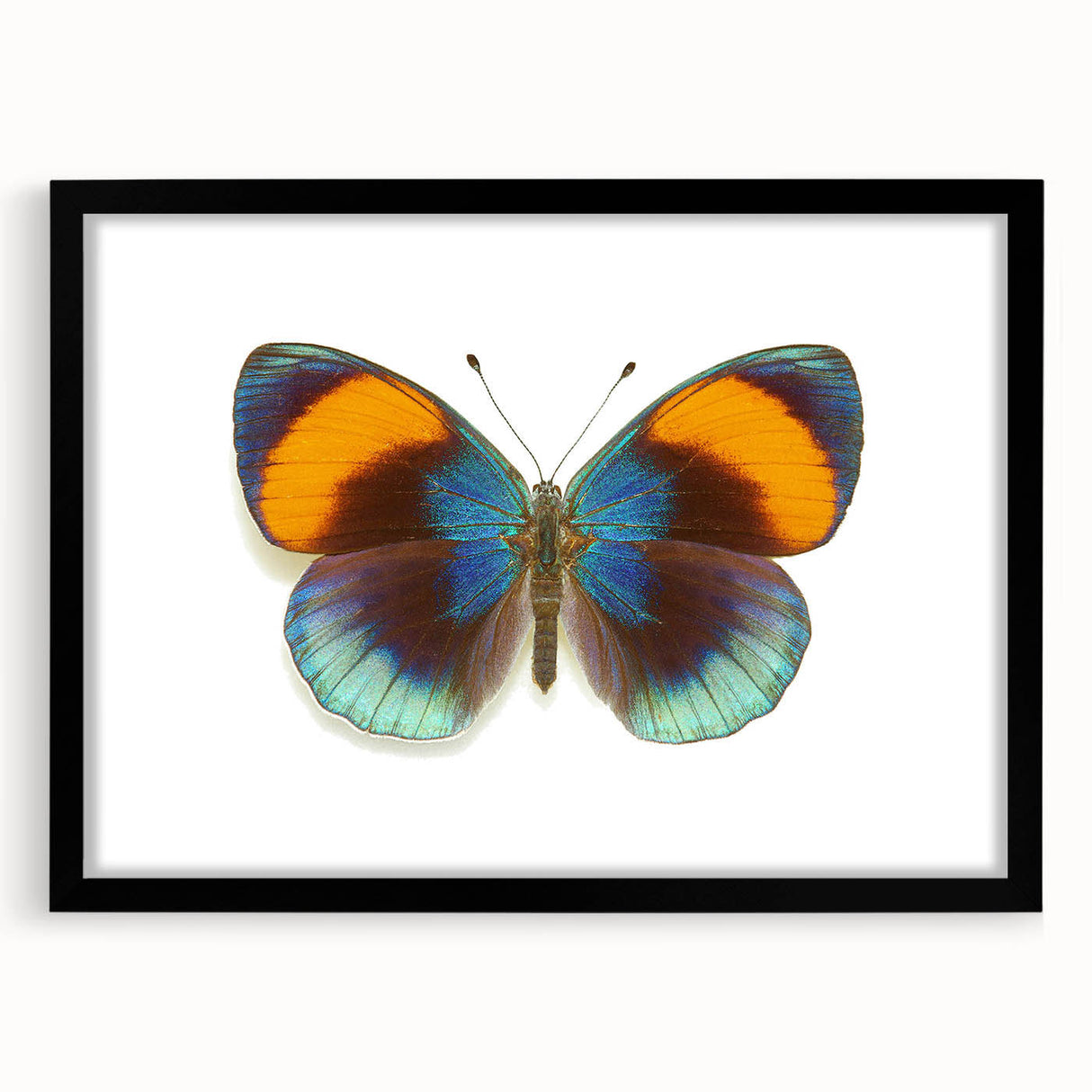 Framed wall art showcasing a colorful butterfly design, part of an insect and arachnid collection, with a sleek black frame and mat, ideal for home decor.