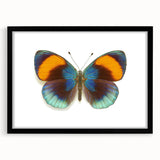Framed wall art showcasing a colorful butterfly design, part of an insect and arachnid collection, with a sleek black frame and mat, ideal for home decor.