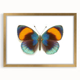 Framed wall art featuring a stunning butterfly design from the Insect and Arachnid collection, presented with a gold mat for an elegant touch. The vibrant colors and intricate details make it a striking decor piece perfect for nature enthusiasts.