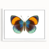 Framed wall art collection showcasing a colorful butterfly design within a white mat, perfect for insect and arachnid enthusiasts, enhancing home decor.