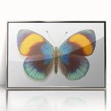 Framed acrylic wall art featuring a vibrant butterfly design, elegantly displayed with a silver frame, perfect for insect and arachnid enthusiasts. Ideal for modern decor.