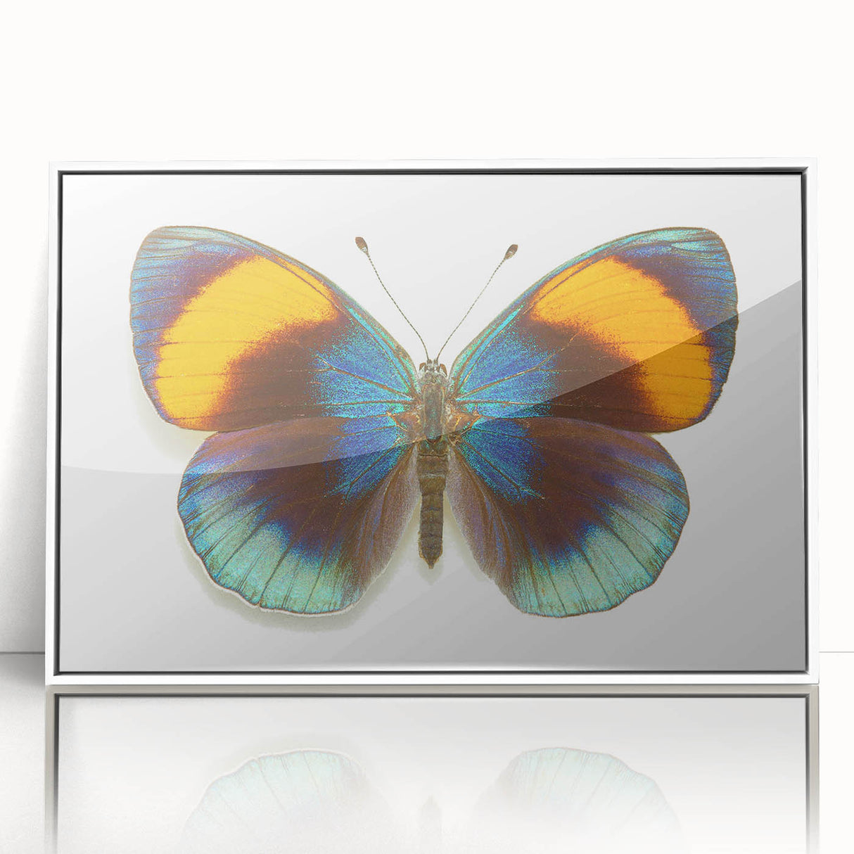 Framed wall art featuring a colorful butterfly design surrounded by intricate insect and arachnid illustrations, displayed with a white frame for a modern aesthetic. Ideal for nature lovers and home decor enthusiasts.