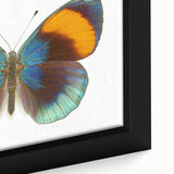 Close-up of a framed canvas artwork showcasing a vibrant butterfly design, part of the Insect and Arachnid collection, featuring intricate details and rich colors, perfect for nature lovers and home decor enthusiasts.