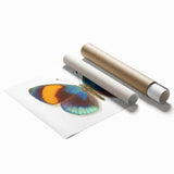 Vibrant rolled print of a butterfly design showcasing intricate insect and arachnid illustrations on a textured background, ideal for nature-inspired decor.