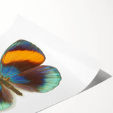 Colorful butterfly and arachnid wall art print featuring intricate designs, perfect for home decor. Vibrant colors and detailed illustrations enhance any room's aesthetic.