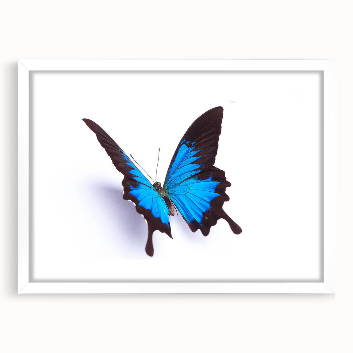 Framed wall art showcasing a detailed butterfly design with intricate insect and arachnid motifs, featuring a white mat for an elegant presentation. Perfect for nature lovers and home décor enthusiasts, adding a vibrant touch to any room.