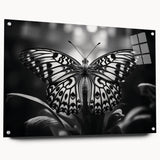 Colorful butterfly wall art collection displayed in an acrylic frame, showcasing intricate insect and arachnid designs, ideal for nature-inspired decor.