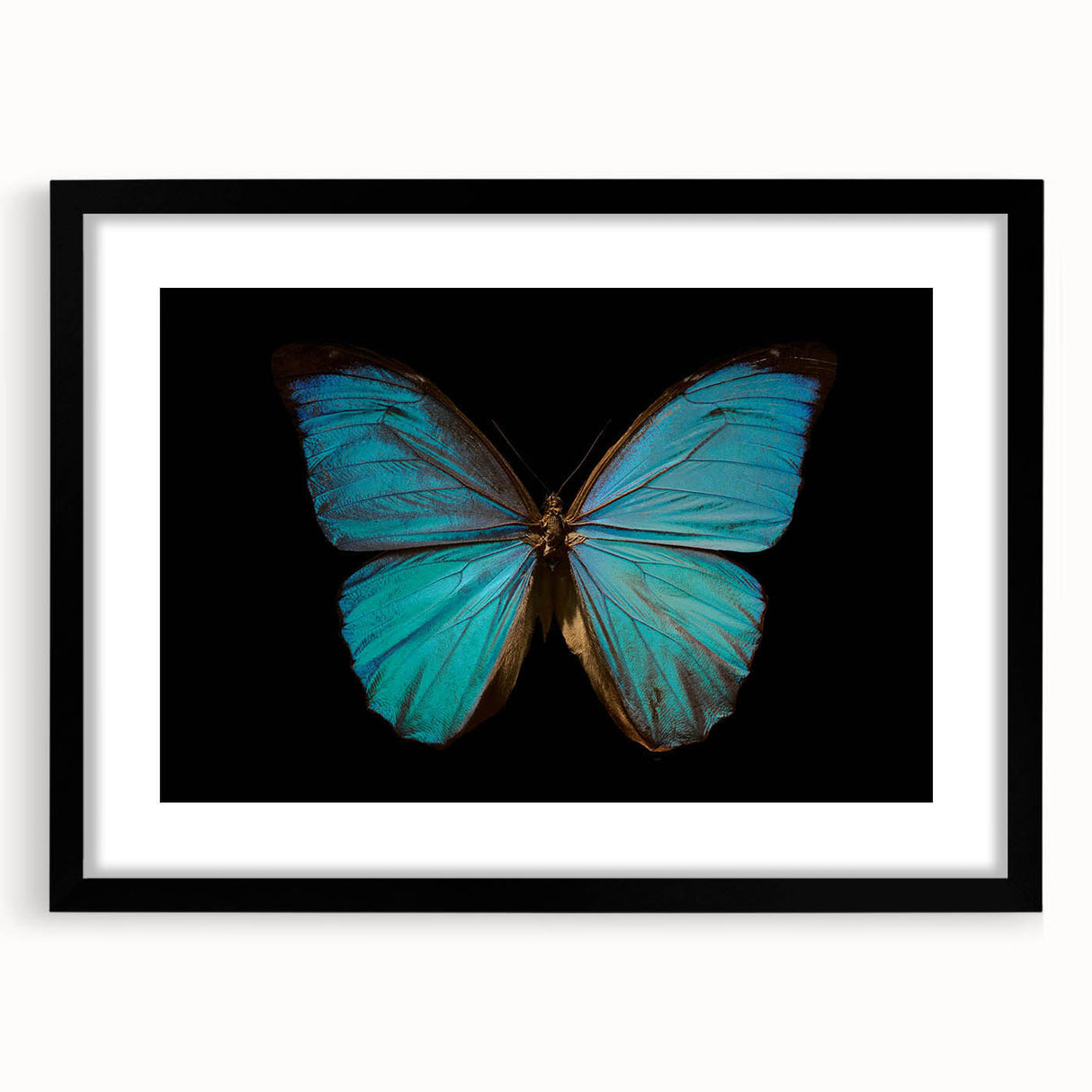 Framed butterfly and arachnid wall art collection showcasing intricate insect designs in vibrant colors, featuring a sleek black frame and mat for an elegant display.
