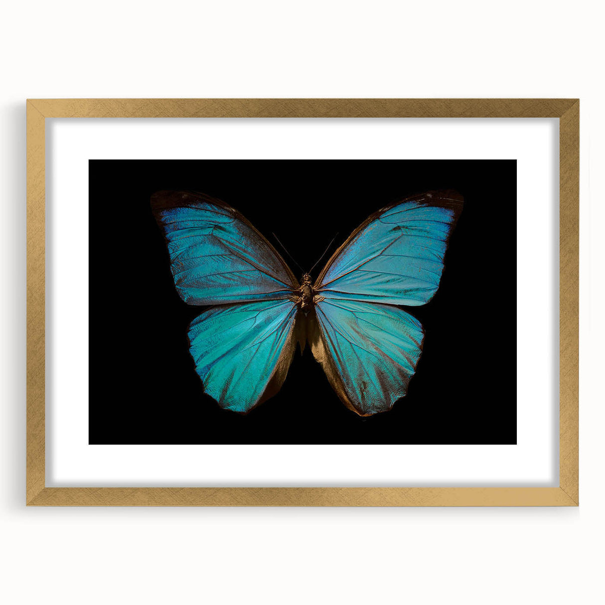 Framed wall art collection showcasing a vibrant butterfly design, featuring intricate insect and arachnid illustrations in a gold frame, perfect for home decor.