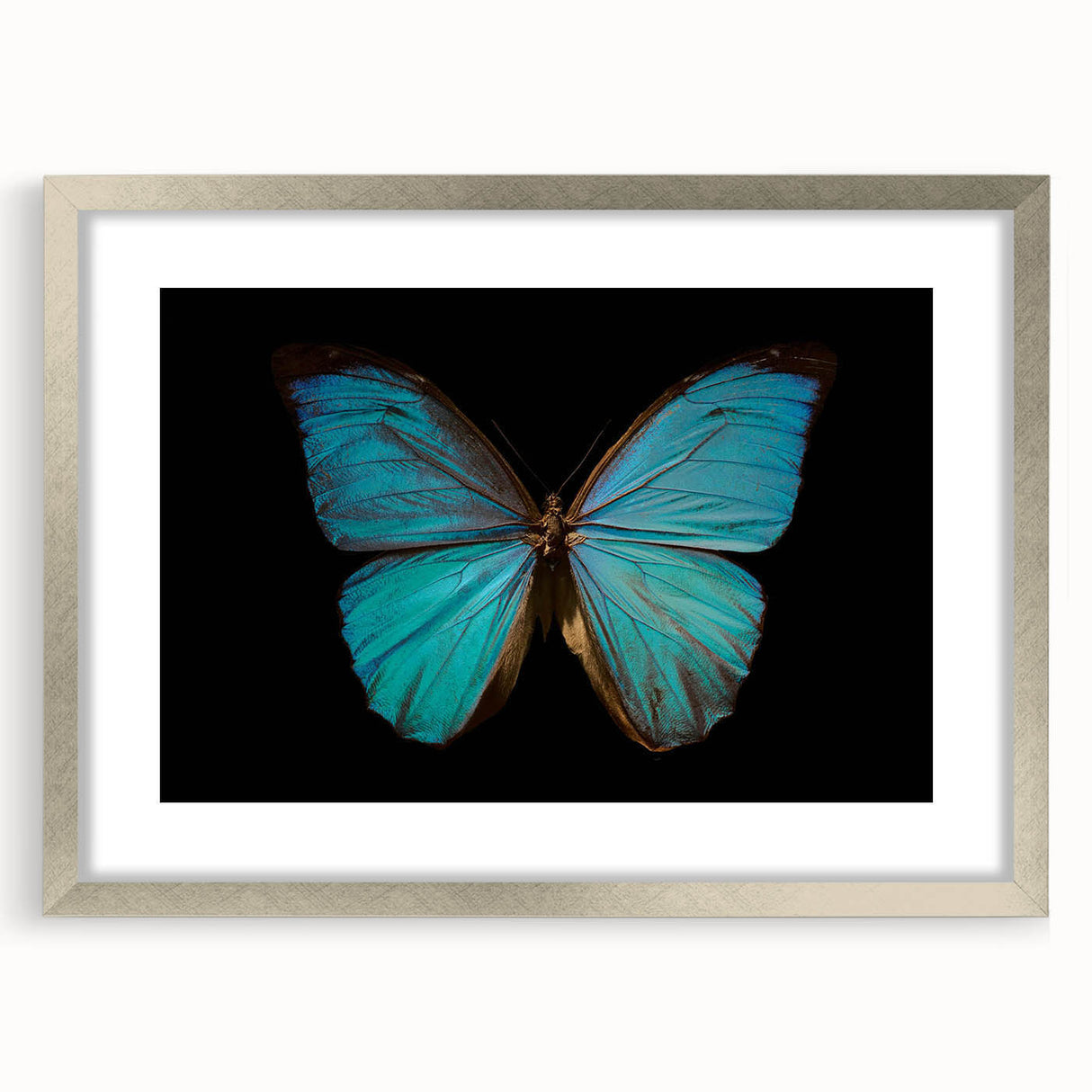 Framed wall art featuring a vibrant butterfly design from the insect and arachnid collection, with a sleek silver frame and mat, perfect for home decor.