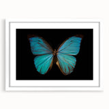 Butterfly-themed wall art collection framed in white, showcasing intricate insect and arachnid designs, perfect for enhancing modern decor with nature-inspired elegance.