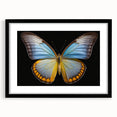 Framed wall art showcasing a vibrant butterfly and insect design, featuring a sleek black frame and mat, perfect for enhancing modern decor in any room.