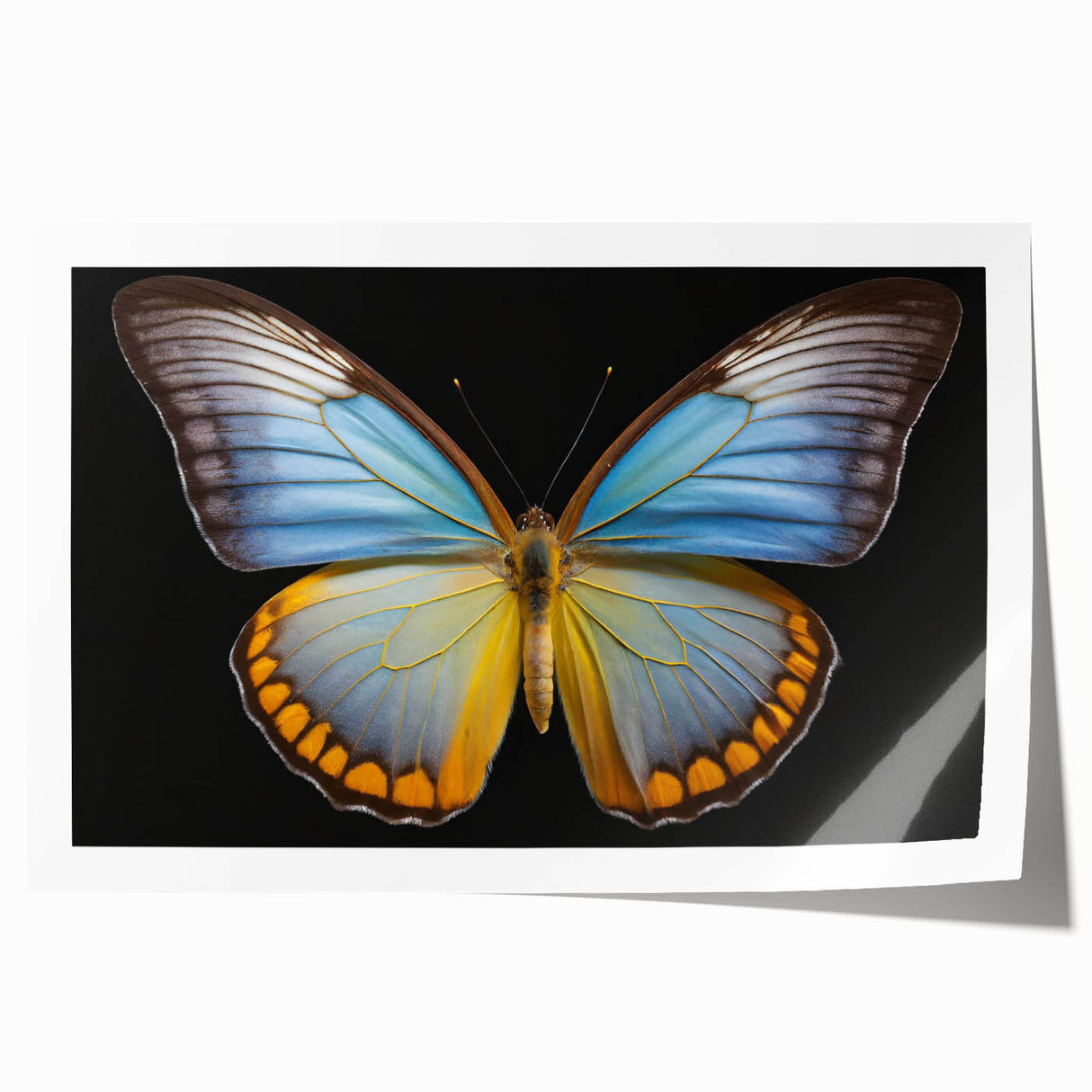Colorful butterfly wall art print showcasing intricate insect and arachnid designs, rolled and ready for framing, perfect for nature enthusiasts and home decor.