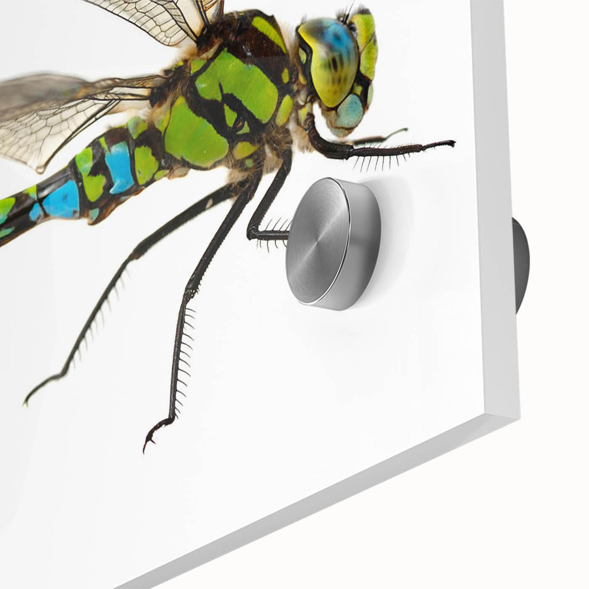 Close-up view of a vibrant dragonfly design wall art collection, showcasing intricate details and colors on acrylic glass, perfect for nature-inspired decor.