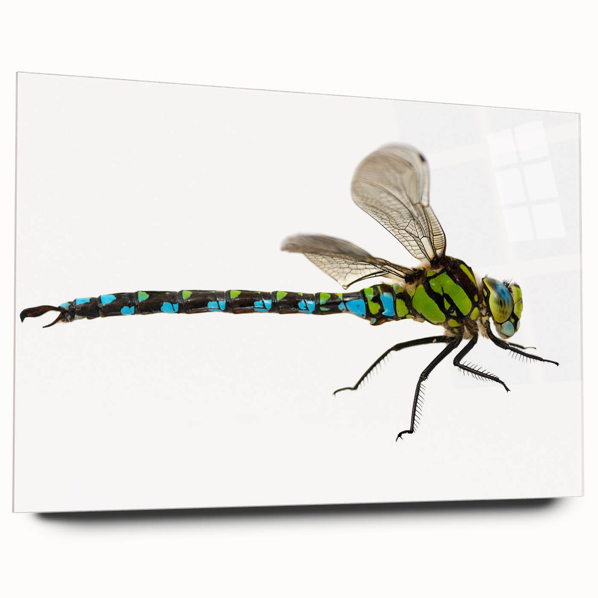 Vibrant dragonfly wall art design on acrylic glass, showcasing intricate details and a side view perspective, perfect for nature-inspired home decor.