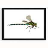 Framed wall art featuring a detailed dragonfly design, with a sleek black frame and matting, perfect for nature enthusiasts and modern decor.