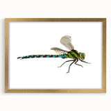Framed wall art featuring a dragonfly design in gold, showcasing intricate details on a white mat, perfect for nature lovers and home decor enthusiasts.
