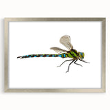 Dragonfly wall art design in a silver frame with matting, showcasing vibrant colors and intricate details, perfect for nature-inspired home decor.