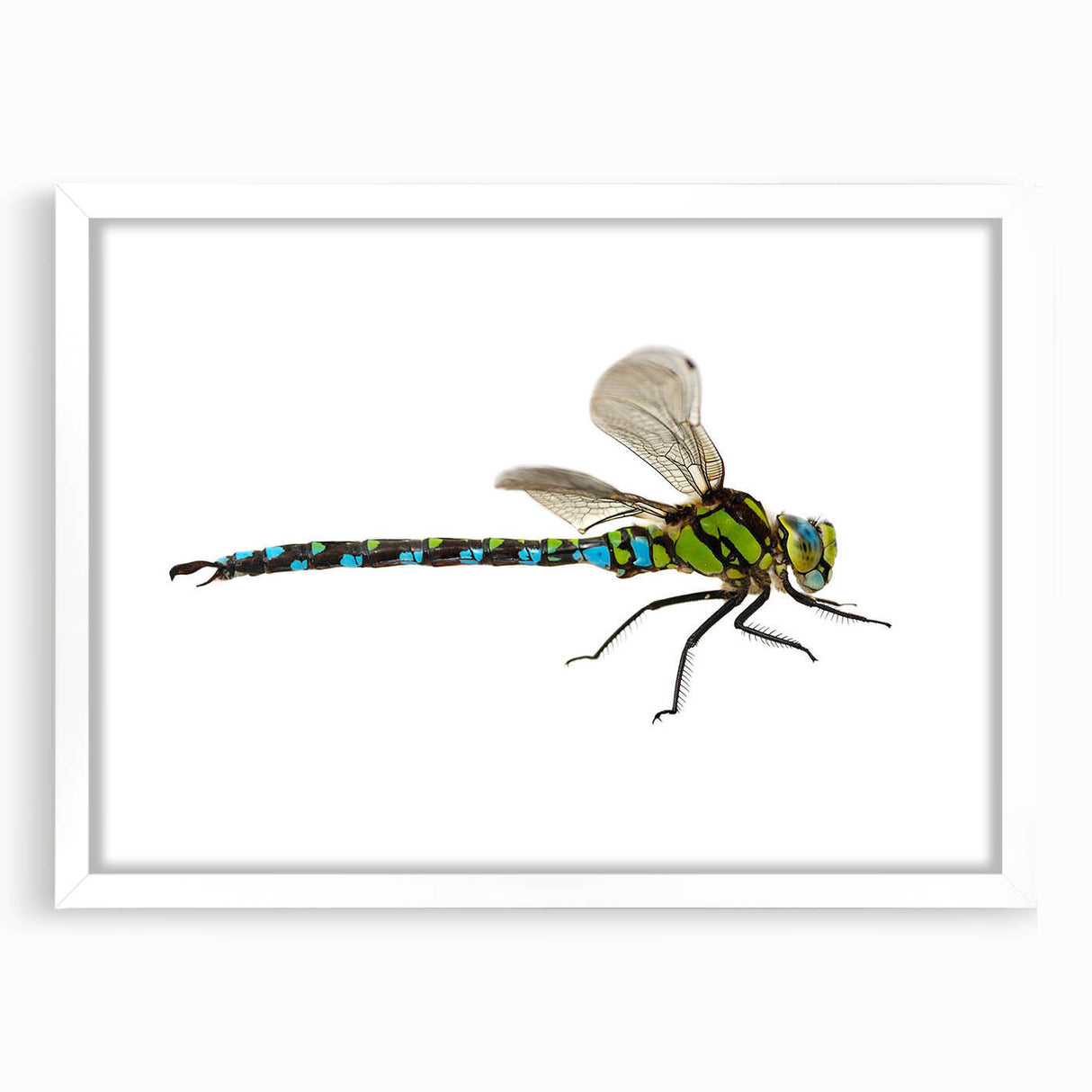 Dragonfly-themed wall art collection framed with a white mat, showcasing intricate insect and arachnid designs, perfect for nature-inspired decor.