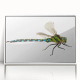 Framed wall art featuring a vibrant dragonfly design in a white frame, showcasing intricate details and colors, perfect for insect-themed decor.